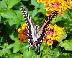 Iphiclides podalirius