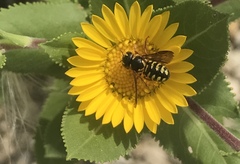 Dianthidium