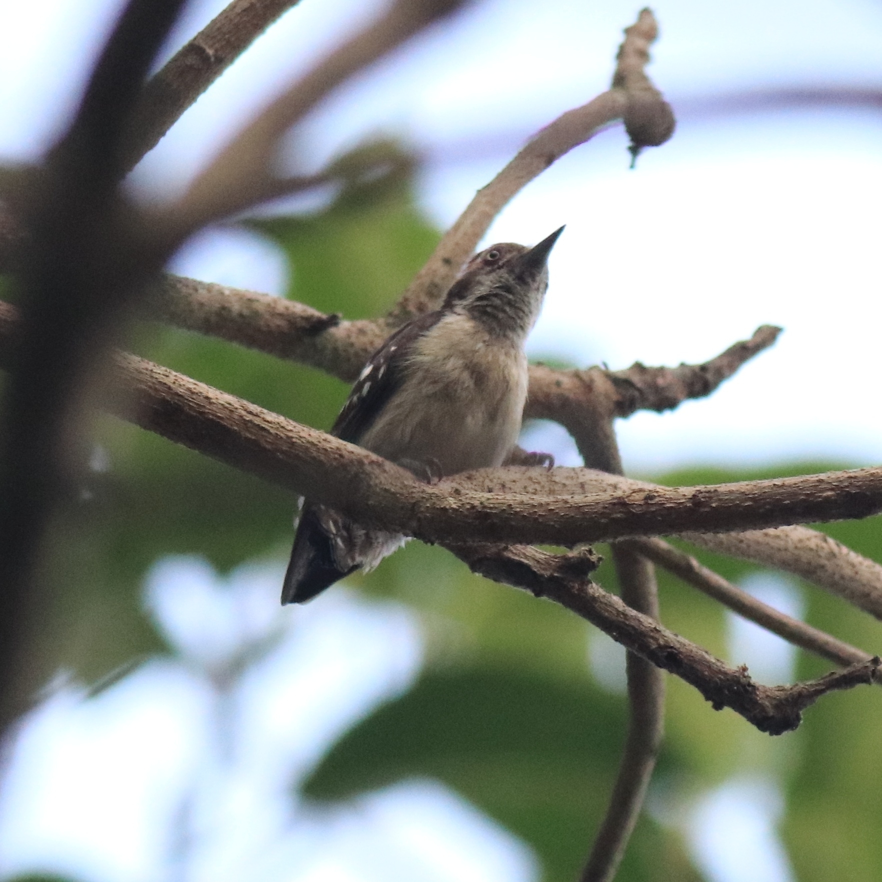 Brown-capped Pygmy Woodpecker illustration