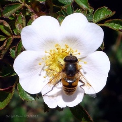Iphiclides podalirius