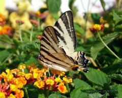 Iphiclides podalirius
