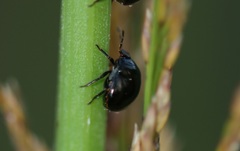 Coptosoma scutellatum