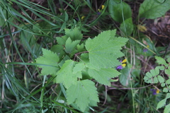 Ribes spicatum, photograph Dmitriy Bochkov, CC BY, iNaturalist via GBIF