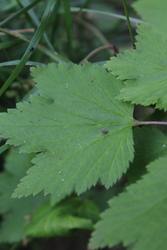 Ribes spicatum, photograph 6