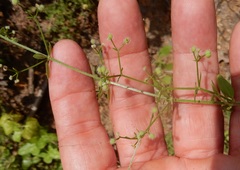Galium pilosum