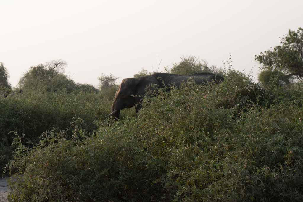 Loxodonta africana, , by annagreilberger