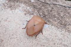 Tessaratoma
