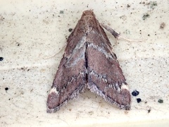 Hypsopygia intermedialis