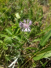 Psephellus sibiricus