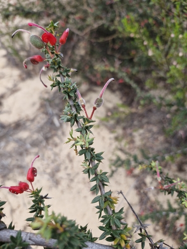 Star-leaf Grevillea (Grevillea asteriscosa)