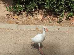 Bubulcus ibis