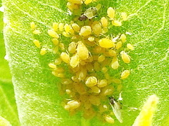Aphis asclepiadis