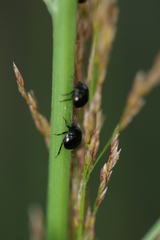 Coptosoma scutellatum