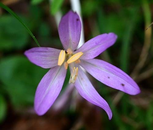 Colchicum autumnale