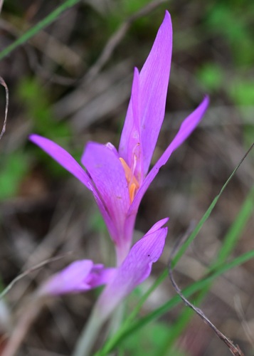 Colchicum autumnale
