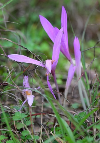 Colchicum autumnale