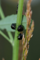 Coptosoma scutellatum