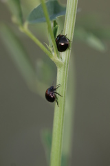 Coptosoma scutellatum