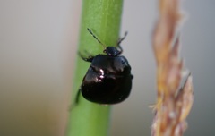Coptosoma scutellatum