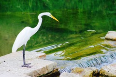 Ardea alba