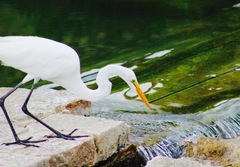 Ardea alba