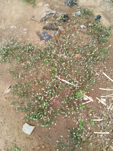 Gomphrena celosioides image