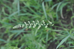 Beckmannia eruciformis