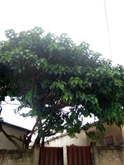 Ficus polita