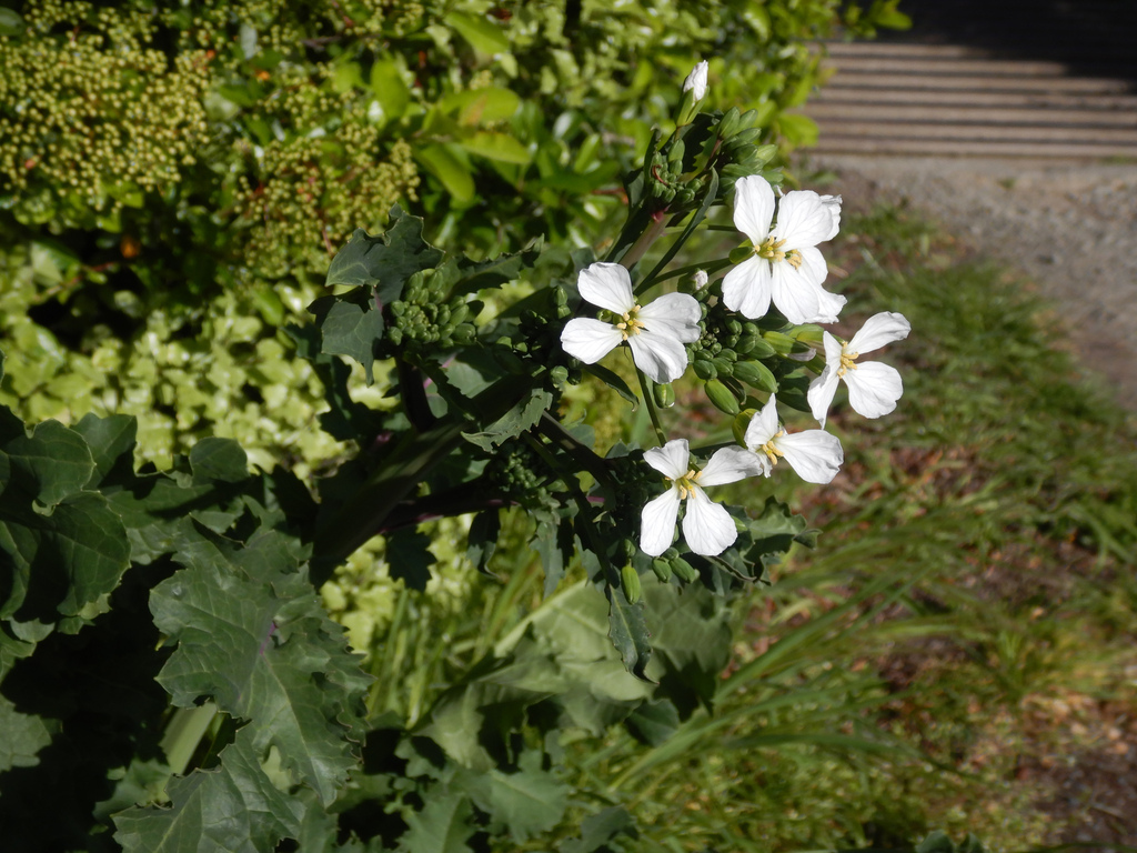 × Brassicoraphanus