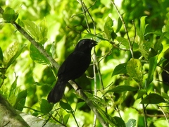 Cyanoloxia cyanoides