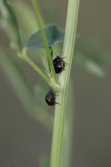 Coptosoma scutellatum