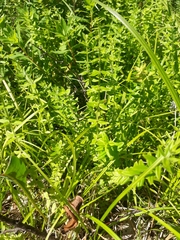 Cruciata glabra krylovii