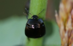 Coptosoma scutellatum