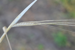 Hordeum distichon