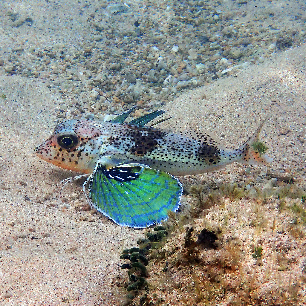Spotted Gurnard