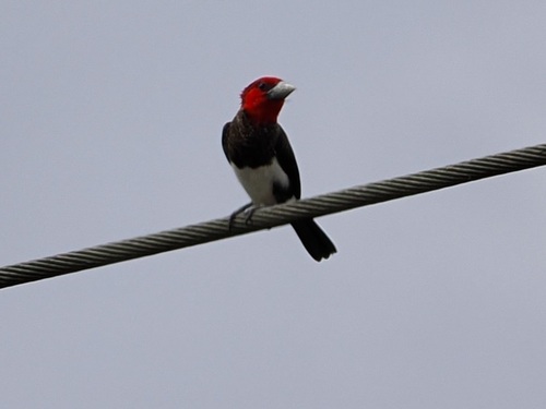 Brown-breasted Barbet (Pogonornis melanopterus), photo 9