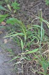 Hordeum distichon