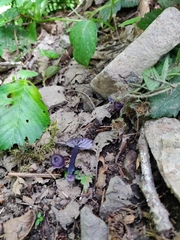 Entoloma occidentale