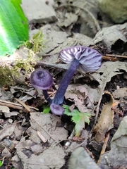 Entoloma occidentale