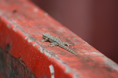 Hemidactylus platyurus