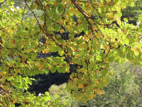 Image of Cercidiphyllum japonicum by (c) Marco Mussita, some rights reserved (CC BY)