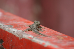 Hemidactylus platyurus