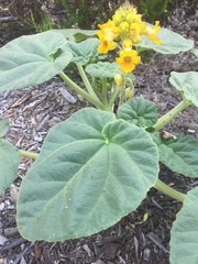 Ibicella lutea