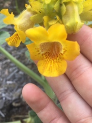 Ibicella lutea