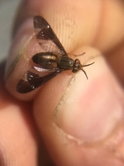 Chrysops macquarti