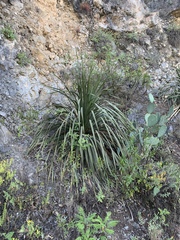 Dasylirion acrotrichum