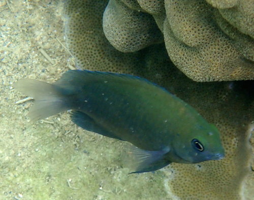 Obscure damsel (Pomacentrus adelus) — Pomacentridae — 3