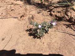 Evolvulus nuttallianus