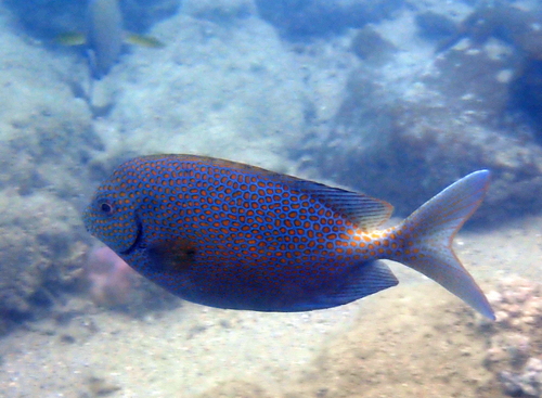 Goudvlek-konijnvis (Siganus punctatus) — Siganidae — 5