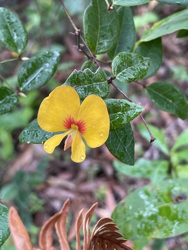 Image of Platylobium formosum by (c) Natalie A, some rights reserved (CC BY)